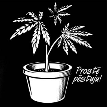 Konopi prostě pěstuju Konopi prostě pěstuju