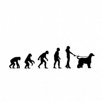 Evoluce pes afgánský chrt (muž-žena)