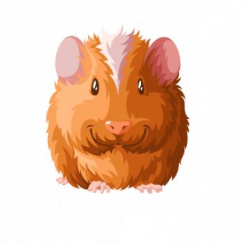 Morče - kreslené zepředu