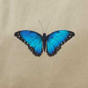 Motyl babočka Morpho Peleides