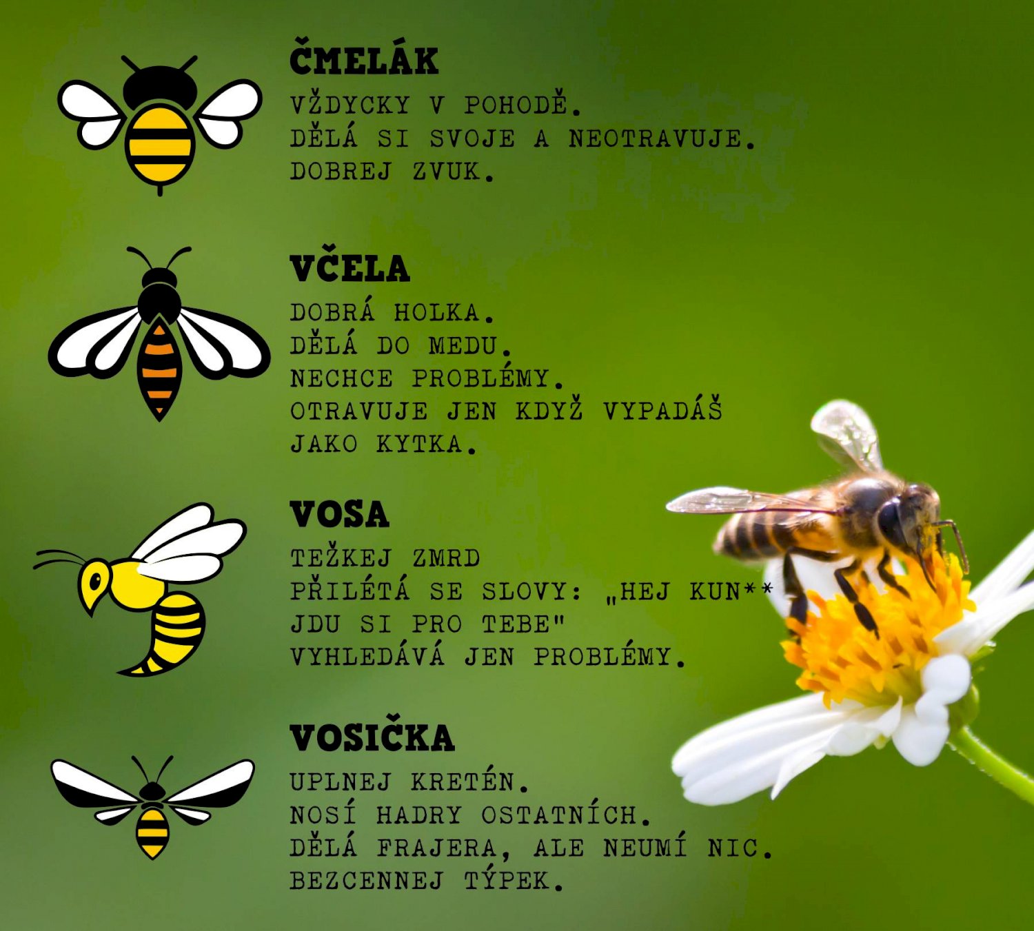 Co dělá včela?
