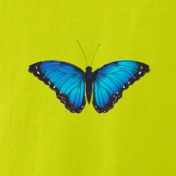 Motyl babočka Morpho Peleides