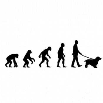 Evoluce pes kokršpaněl (muž-žena)