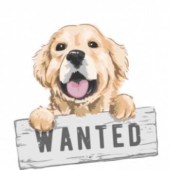 Zlatý retriever - štěně wanted