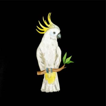 Papoušek Kakadu kreslený