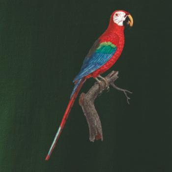 Papoušek červený na větvi