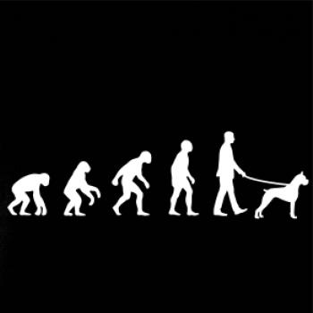 Evoluce pes boxer (muž-žena)