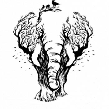 Slon ilustrace Slon ilustrace