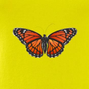 Motýl Monarcha stěhovavý