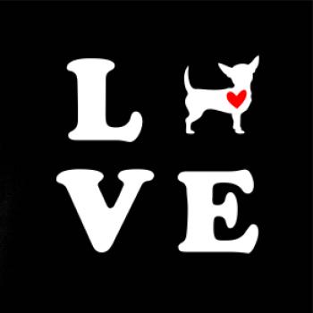 Čivava love