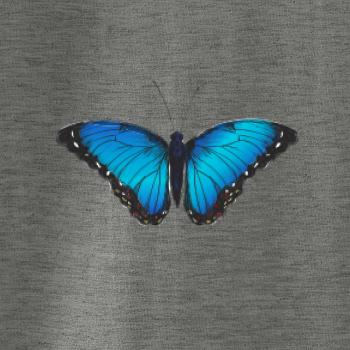 Motyl babočka Morpho Peleides