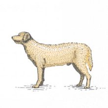 Vintage Labrador Vintage Labrador