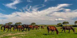 Hrnek - Panorama s  koňmi
