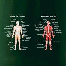 Skelet and Moscular system