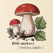 Hřib smrkový - Boletus edulis kreslený