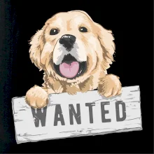 Zlatý retriever - štěně wanted
