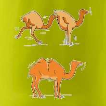 Pravda o velbloudech