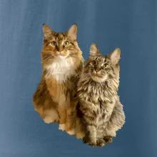 Kočky vectorizované  (Moňas)