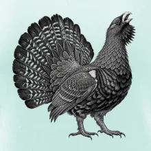 Zvířata Šumavy – Tetřev hlušec