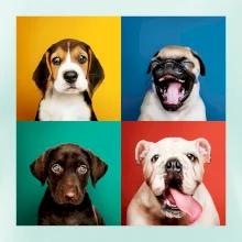 Psi štěňata koláž