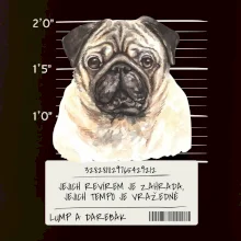 Lump a darebák mopsík