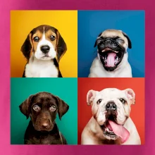 Psi štěňata koláž