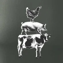 Slípka prase kravka