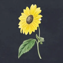 Slunečnice otočená