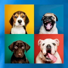 Psi štěňata koláž