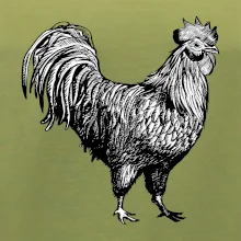 Kohout kreslený černobílý