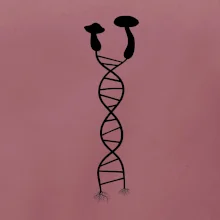 DNA houby