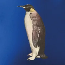 Tučňák kreslený vodovými barvami