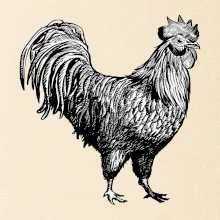 Kohout kreslený černobílý