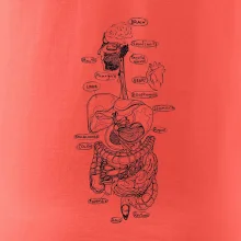 Skica lidských orgánů