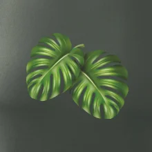 Monstera - dva listy Monstera - dva listy