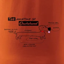 Jezevčík - Anatomie