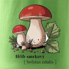 Hřib smrkový - Boletus edulis kreslený