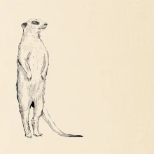 Surikata černá kresba