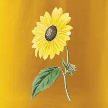 Slunečnice otočená