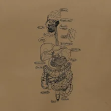 Skica lidských orgánů