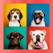 Psi štěňata koláž