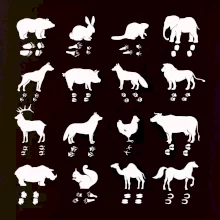 Zvířecí stopy s obrázkem zvířete - stopy zvířat