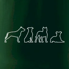 Americký stafordširský teriér v různých pozicích