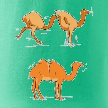 Pravda o velbloudech