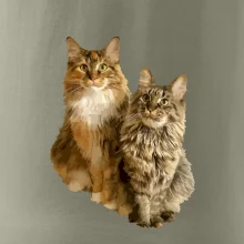 Kočky vectorizované  (Moňas)