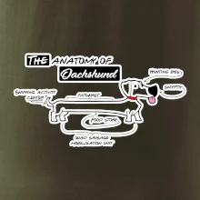 Jezevčík - Anatomie