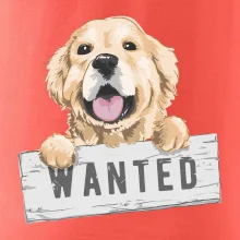 Zlatý retriever - štěně wanted