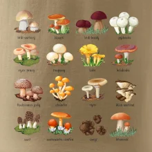 Atlas hub - triko s houbami