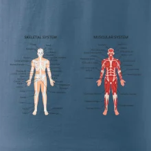 Skelet and Moscular system