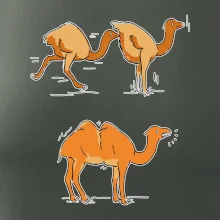 Pravda o velbloudech